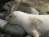 foca elefant foca elefant