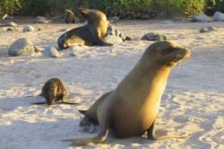 foca