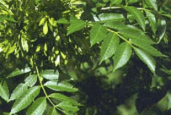 impaduriri