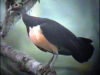 Maleo