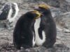 pinguini regali pinguini regali