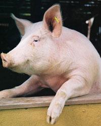 porc