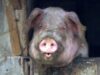porc porc