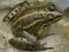 reptile