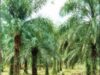 ulei de palmier Producatorii taie masiv padurile pentru a mari terenurile destinate productiei de ulei de palmier
