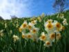 valea narciselor
