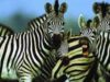 zebre zebre