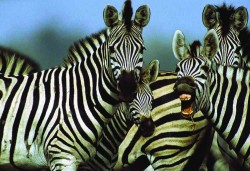 zebre