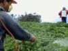 agricultura clasica