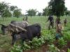 agricultura in africa