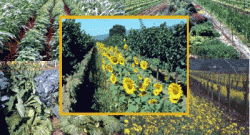 agroecologie
