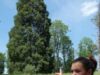 arbori sequoia arbori sequoia