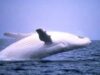 balena-alba-thumb-350-0-1921.jpg