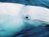 balene sacrificate