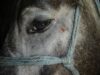 animale torturate