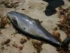 Salvati Delfinii - Echipa Oceanic Club a inregistrat inca 3 delfini esuati