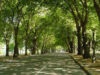 defrisarea parcului brezoianu