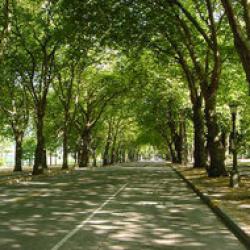 defrisarea parcului brezoianu