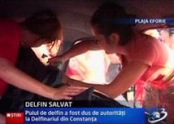 delfin bolnav