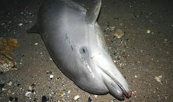 delfin