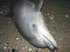 delfin