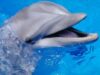 delfin3.jpg