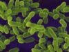 e coli e coli