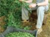 ferma ecologica