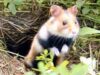 hamster