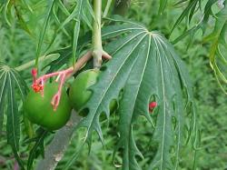 jatropha