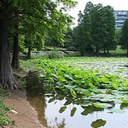 lacul circului