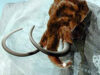 mamut lanos mamut lanos