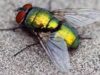 musca