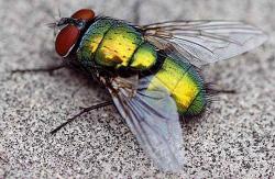 musca