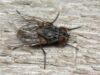 musca musca