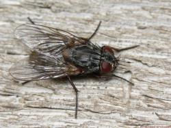 musca