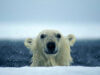parc arctic