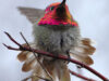 pasarea colibri