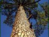 arbori modificati genetic
