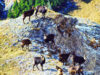 populatia de capre negre populatia de capre negre