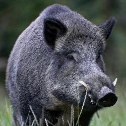 porc mistret