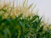 porumbul MON810