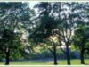 synthet-tree.jpg synthet-tree.jpg