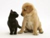 1140677black-domestic-kitten-felis-catus-and-labrador-puppy-canis-familiaris-looking-at-each-other-posters.jpg