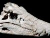 5_uberabasuchus.jpg