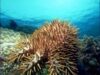 acanthaster-planci-stea-de-mare.jpg
