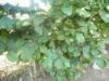 alun.JPG