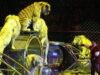 animale la circuri animale la circuri