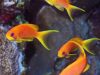 anthias_cs_trop.jpg