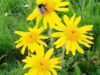 arnica